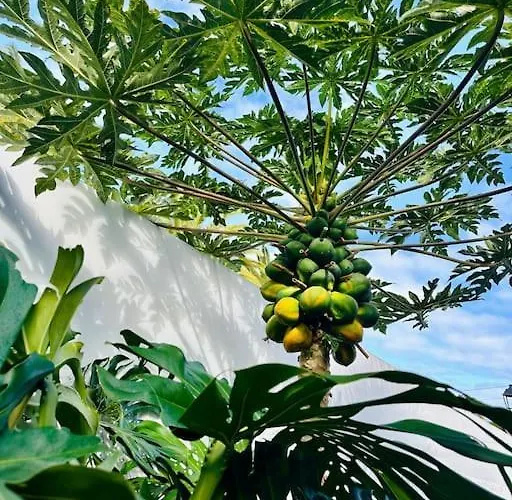 アパート La Casita Del Drago, Sol Y Relax ロス・レアレホス